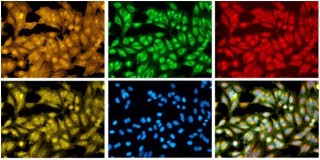 先正达集团: 融合分子技术与人工智能 加速原研植保技术创新