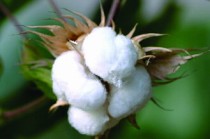 怎样理解棉花期货？棉花期货有何交易规则？