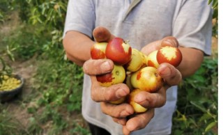 分期乐普惠“冬枣专家”上门服务解难题 ，助力六元一颗的大荔冬枣不误农时