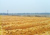 豆油棕榈期权与玉米期权如何操作？不同品种期权操作有何差异？