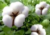 中旬棉花的价格如何衡量？这种衡量方式的可靠性如何？