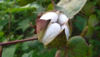 如何理解棉花期货价格变动一个点的内涵？这对交易决策有何作用？