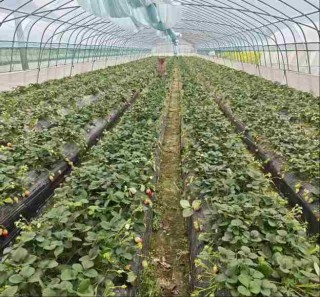 “数”说“莓”好 “贷”动甜头 ――稠州银行数字普惠浇灌乡村振兴“致富果”