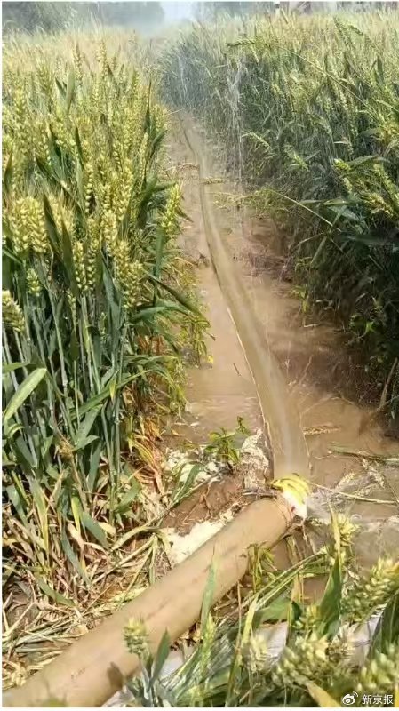 河南干旱部分农户提前割麦，农业部门：将救灾资金用于灌溉打井  第2张
