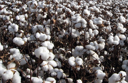 如何探究棉花期货上涨的原因？上涨对棉花期货市场有何影响？  第1张