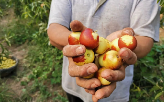 分期乐普惠“冬枣专家”上门服务解难题 ，助力六元一颗的大荔冬枣不误农时  第1张