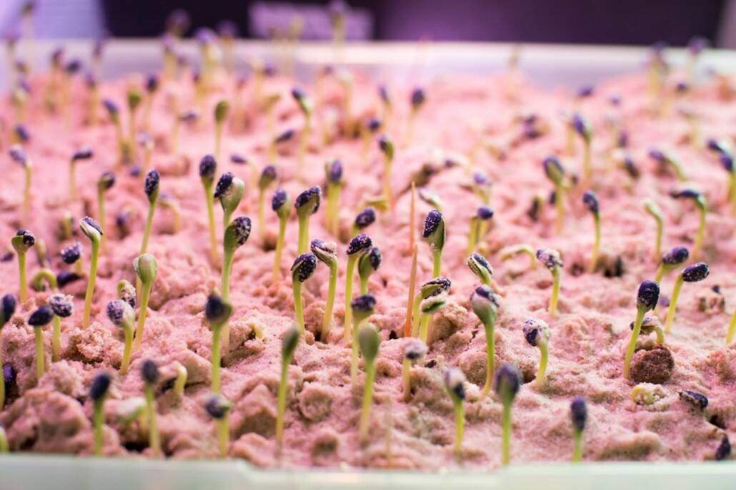 先正达集团: 融合分子技术与人工智能 加速原研植保技术创新  第1张