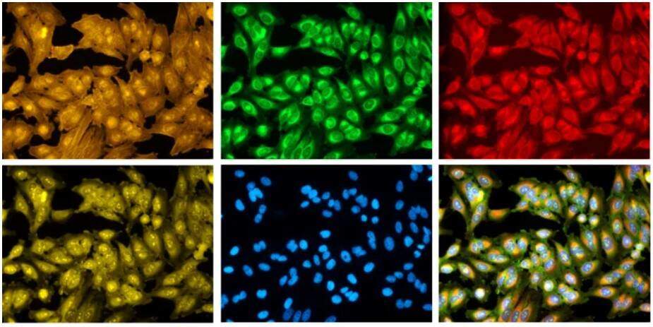 先正达集团: 融合分子技术与人工智能 加速原研植保技术创新  第2张