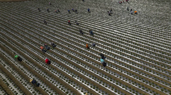 特朗普移民严打为何未能提振就业 第2张 特朗普移民严打为何未能提振就业 第2张