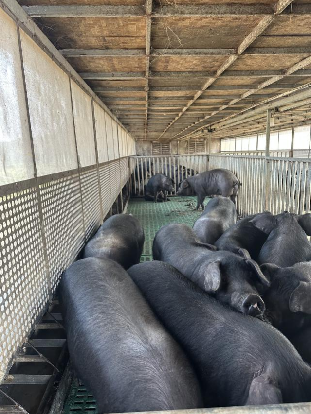 恒丰银行为新春“肉篮子”添“金” 第2张 恒丰银行为新春“肉篮子”添“金” 第2张